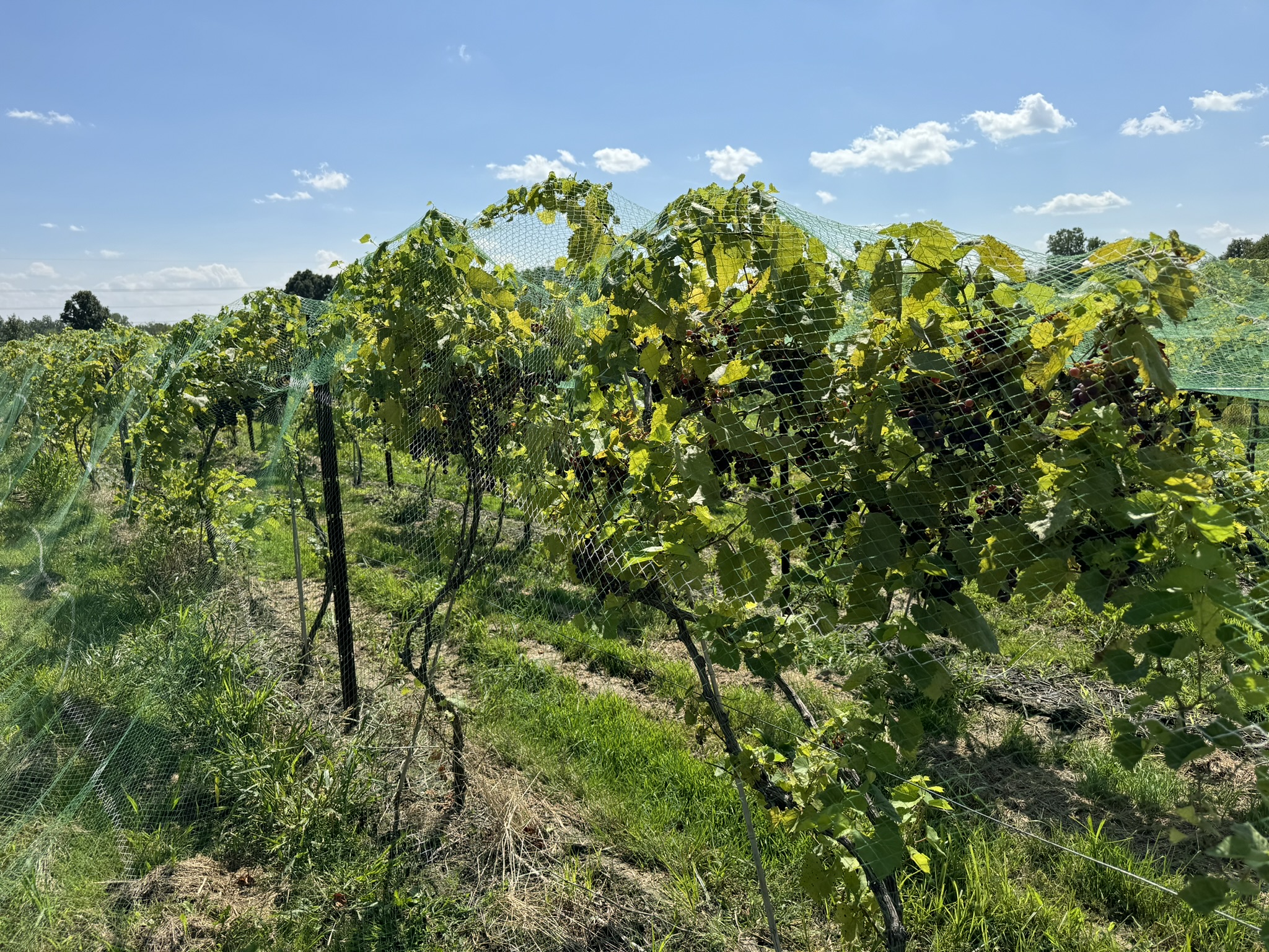 Ripening grapes on a vine.